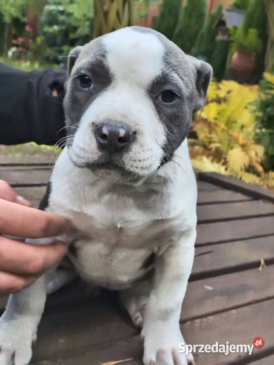 American Bully ABKC standard pies suka Pozostałe Warszawa