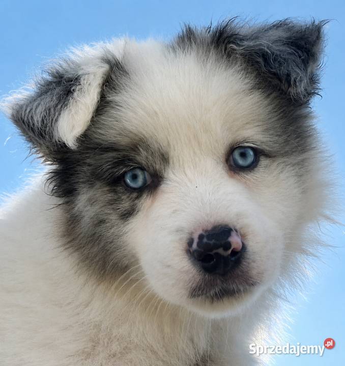 Border collie piesek
