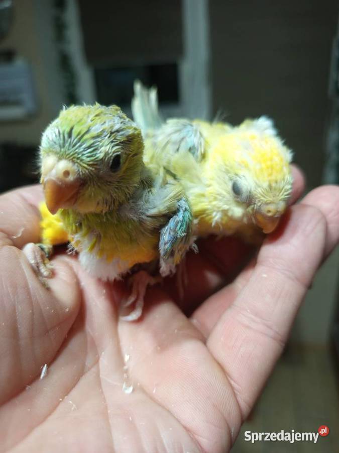 Ręcznie karmione Świergotki sprzedam