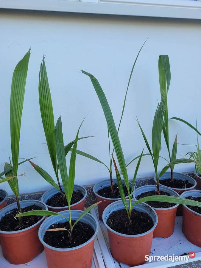 Palma Waszyngtonia Robusta