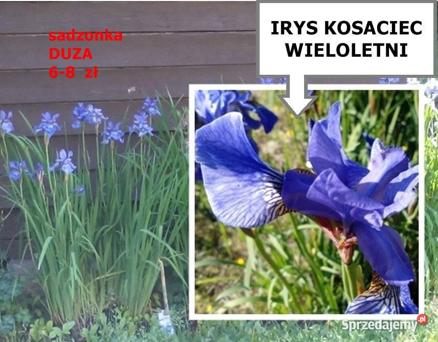 JUKA KWIAT sadzonki dużemożliwa wysyłka sprzedam