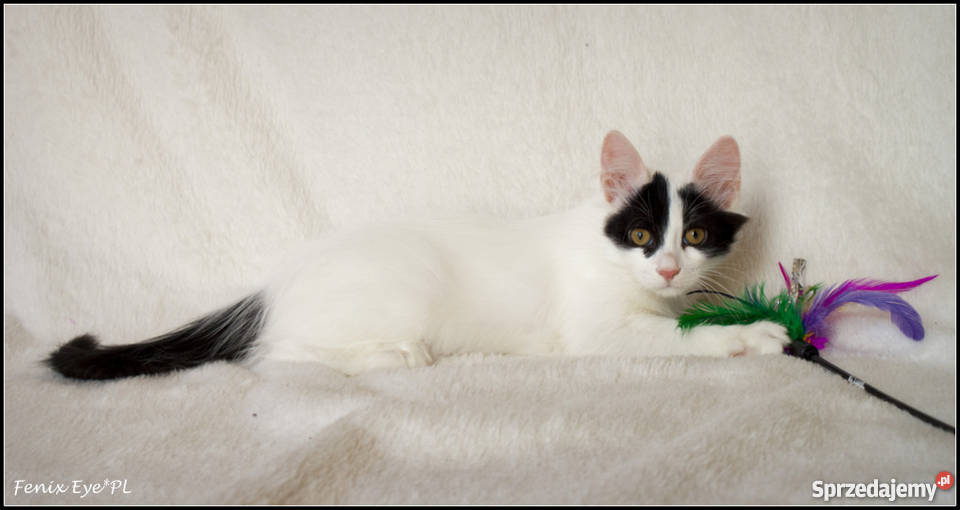 Turecki Van elitarna rasa Kraków