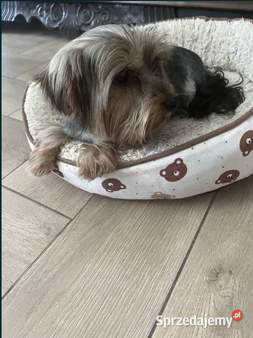 yorkshire terrier pies Skalbmierz