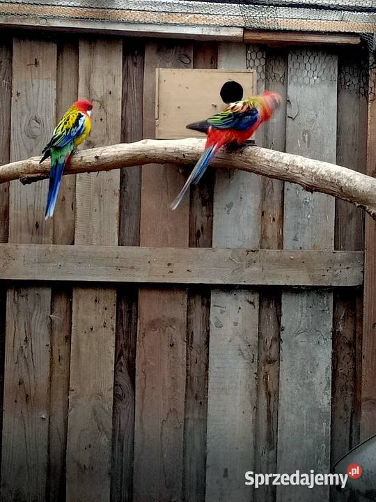 Rozelle białolice dorosłe Brusy