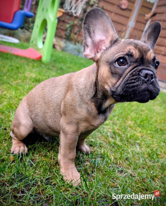 Buldog francuski chłopiec Włocławek
