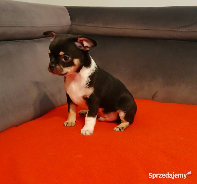 Piękny piesek chihuahua Płock