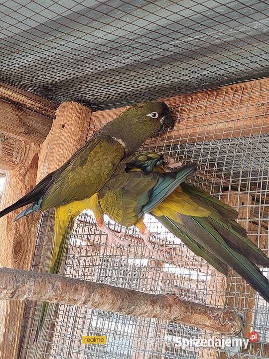 Patagonki pary samice konury Ptaki Parzno