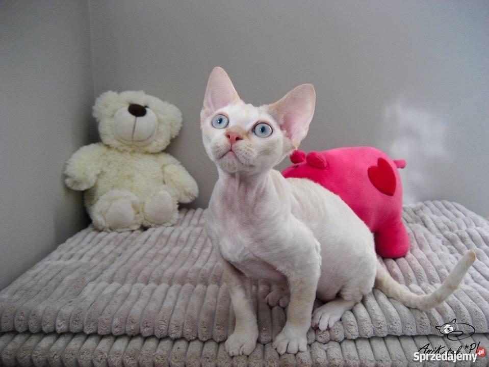 DEVON REX kocurek CHAMPIONACH