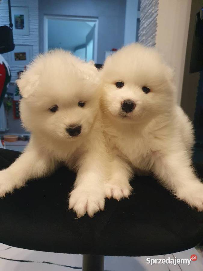 Szczeniaki Samoyed piesek I suczka Prudnik
