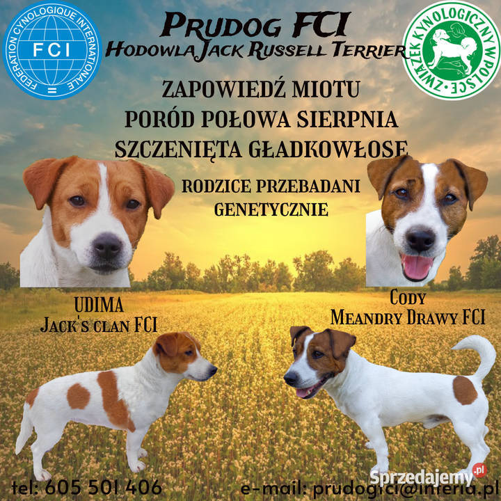 Jack Russell Terrier FCI ZKwP zapowiedź miotu Ząbkowice Śląskie