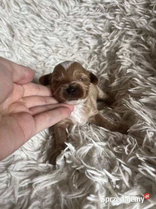 Wyjątkowy piesek cockapoo f1b mama cockapoo tata Busko-Zdrój sprzedam