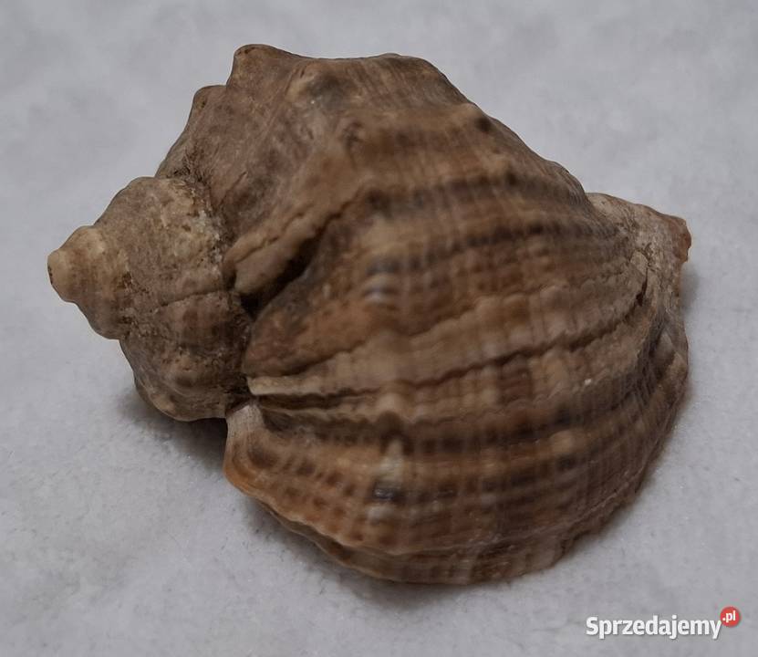 Muszla 58 13 Kreatywne sprzedam