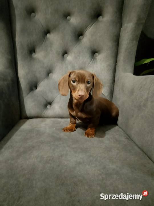 Jamnik czekoladowy piesek Żyrardów