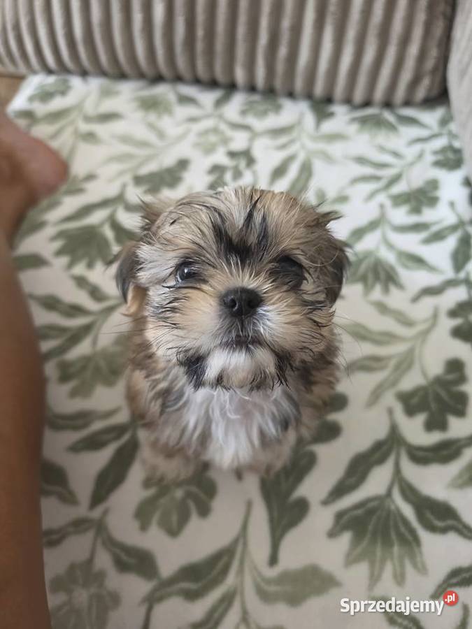 Suczka rasy shitzu Shih Tzu Kutno