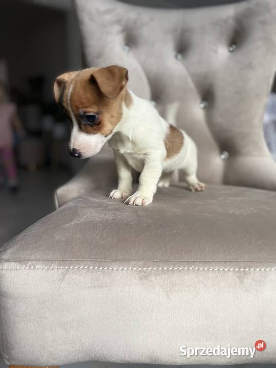 Jack Russell Terrier szczeniaki Częstochowa