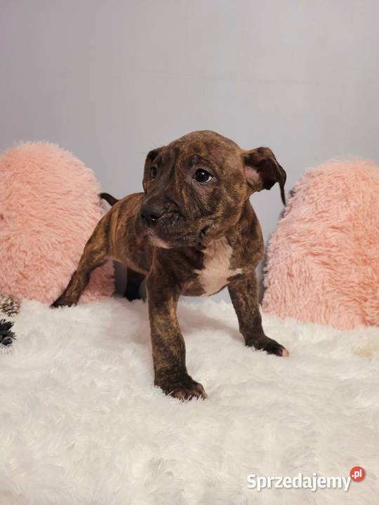 Cudny Szczeniak American Stafford Terier Kraków