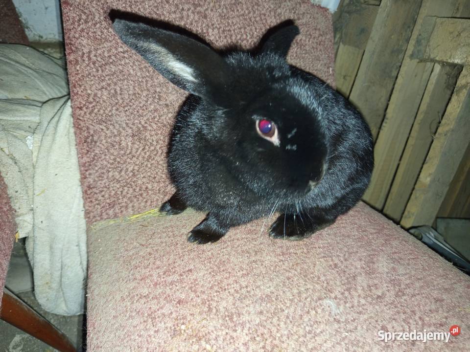 Królik miniaturka baranek łódzkie Kopyść