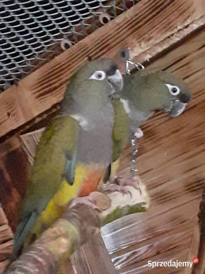 Papugi Konury Patagońskie Barłożno