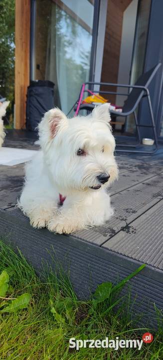 West Highland White Terrier ZKwP łódzkie Zduńska Wola
