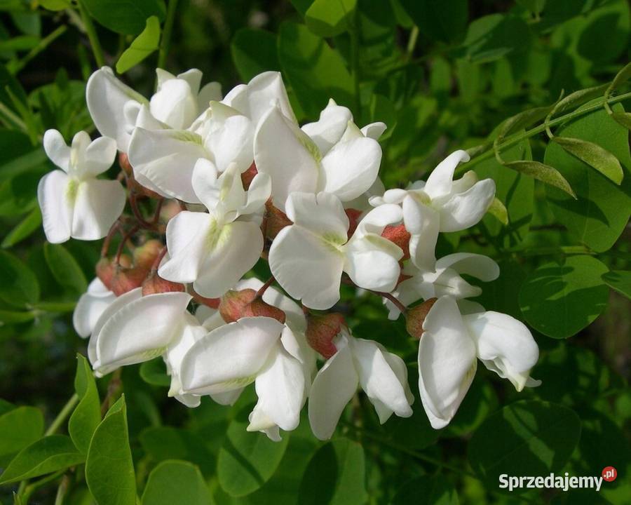 Nasiona akacji robinia 250 Lubliniec