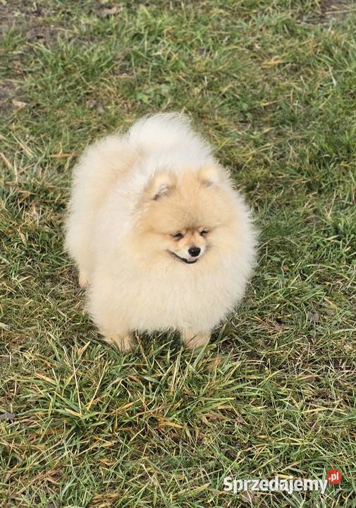 Pomeranian szpic miniaturowy zkwp FCI Piątkowisko sprzedam