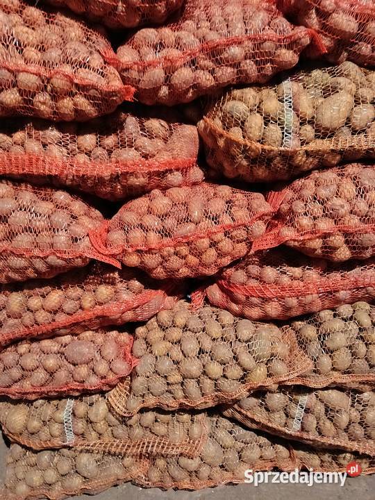 Sprzedam ziemniaki paszowe