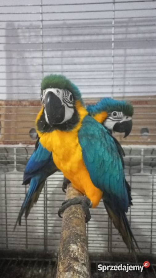 Sprzedam Ara Ararauna ręcznie karmione Ptaki
