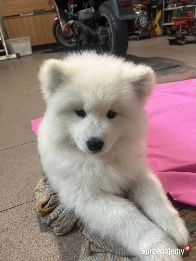 Śliczny piesek Samoyed Pabianice