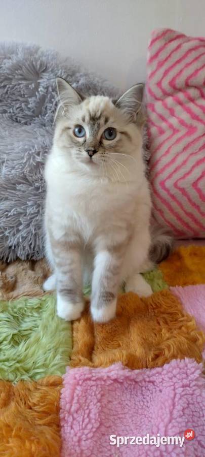 Kotka ragdoll niesteryliz Wrocław rodowód FPL Ragdoll