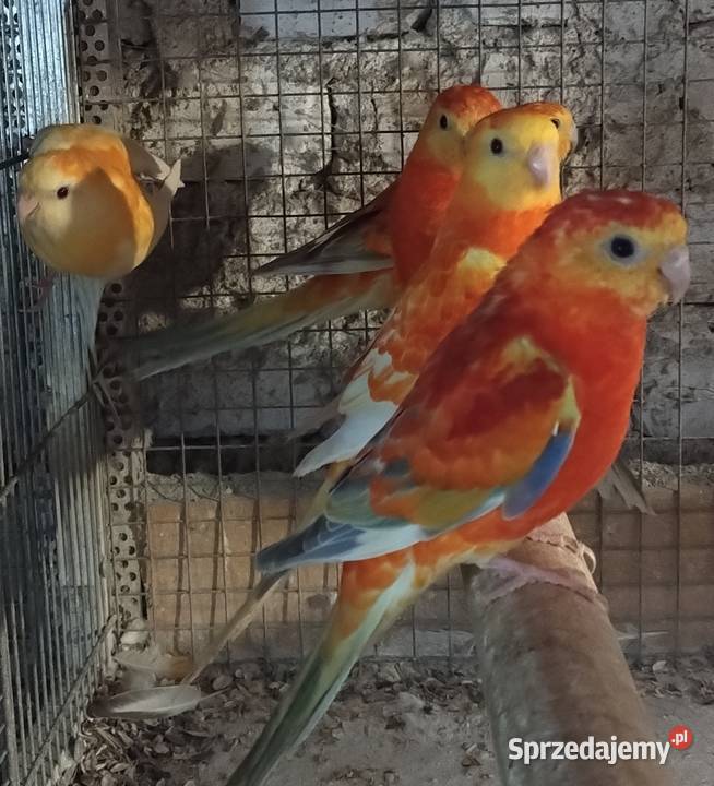 Papugi rozelle białolice Wodzisław Śląski