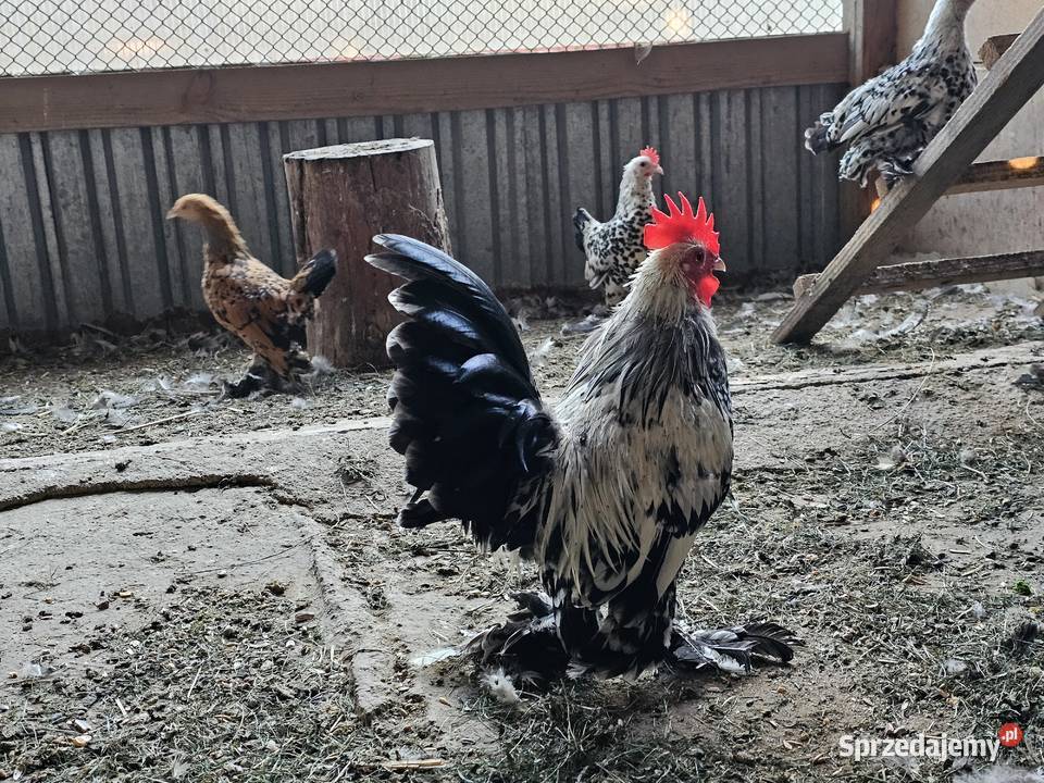 Kochiny czarne karzełki łapciate różne kolory Rzeszów