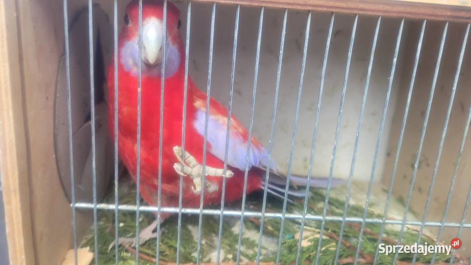 Rozella królewska Wieliczka sprzedam