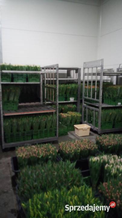 Tulipan cięty na 8 marca Częstochowa sprzedam