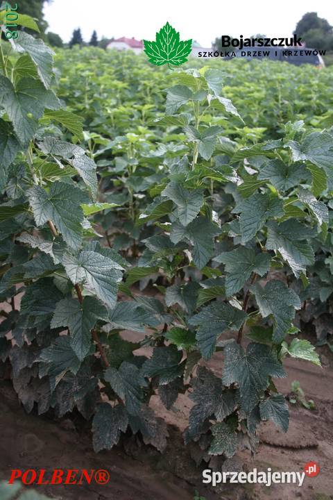 Sadzonki porzeczki czarnej POLARES licencja Stary Pożóg