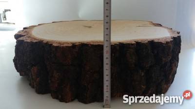 Duży Plastry drewna brzoza 38 gr11 na stolik Rybnik