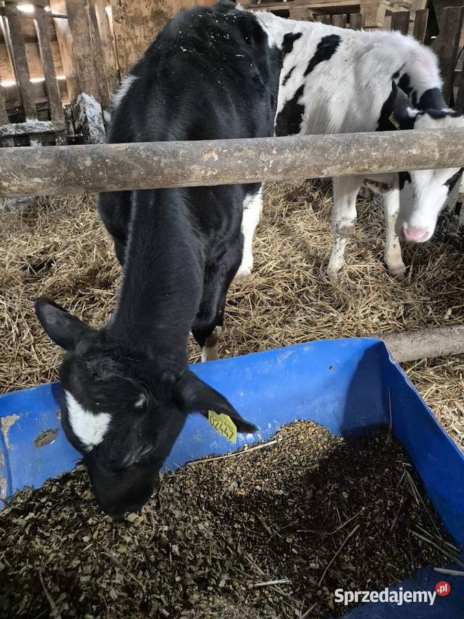 Byczki żarłaki Zawda