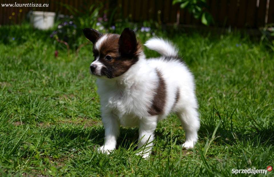 śliczny PAPILLON Spaniel Miniaturowy szczeniak mazowieckie Pionki