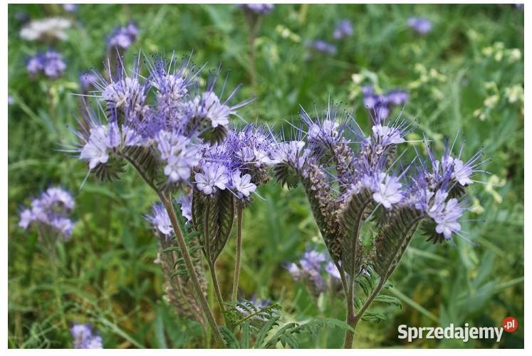 Facelia Błekitna Stala C1 worek 20 Taczanów Pierwszy