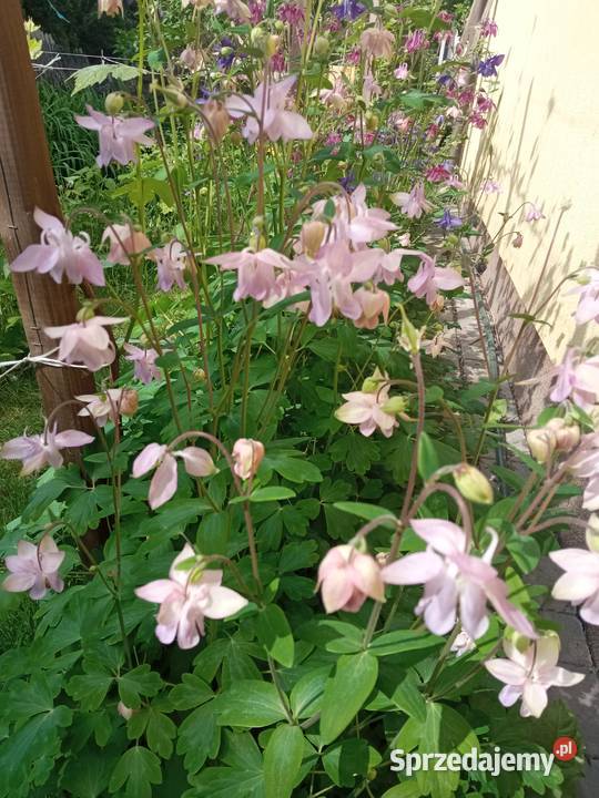 Orliki sadzonki kwiaty ogrodowe byliny Nowy Sącz