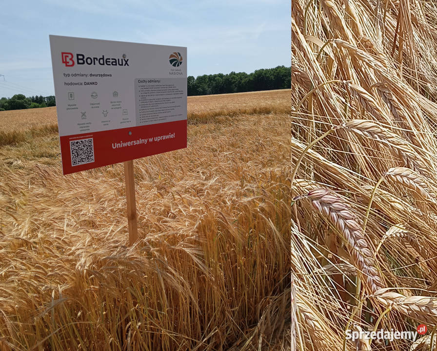 Jęczmień ozimy Bordeaux dwurzędowy Top Farms Mortąg sprzedam