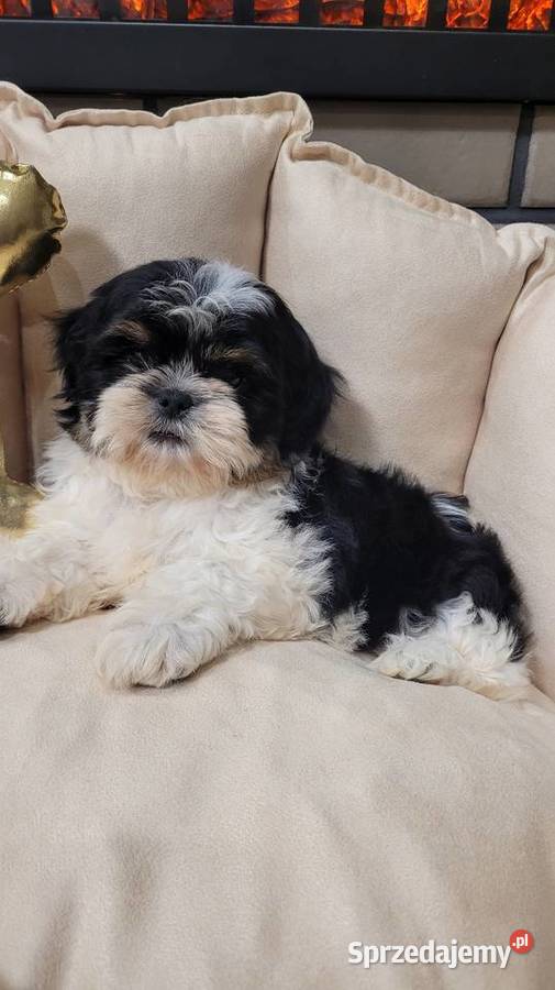 Śliczna suczka shih tzu z wyprawką małopolskie Kraków sprzedam