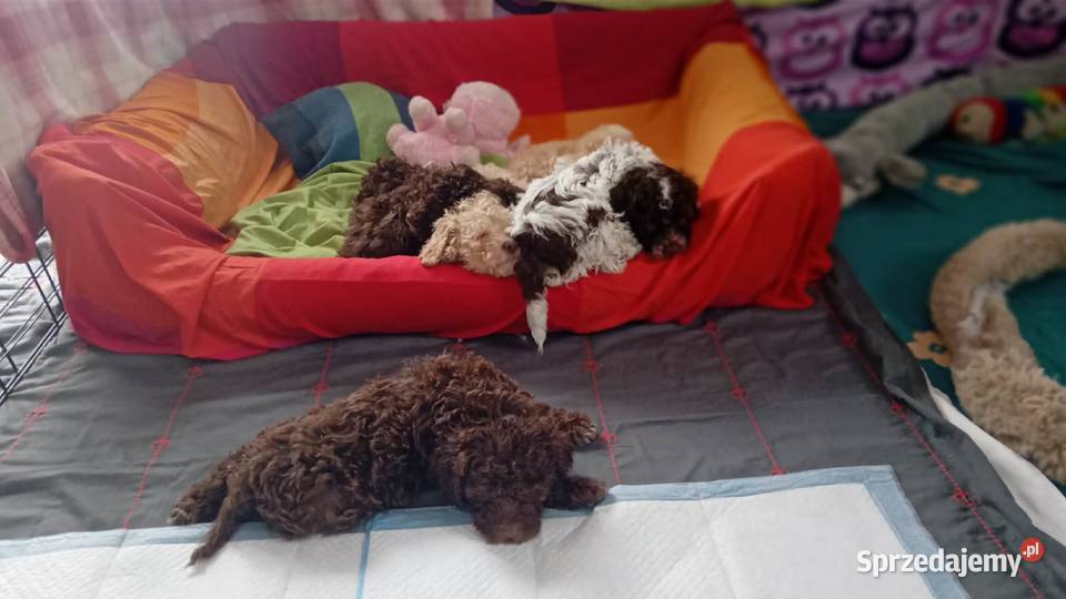 Lagotto Romagnolo Lipno