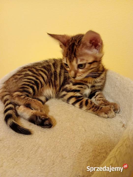 Sprzedam kotka Bengalskiego Gorzów Wielkopolski