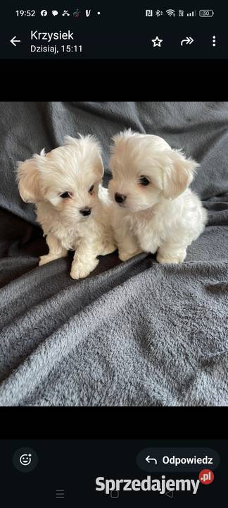 Maltańczyk z rodowodem Maltańczyk Kłodzko