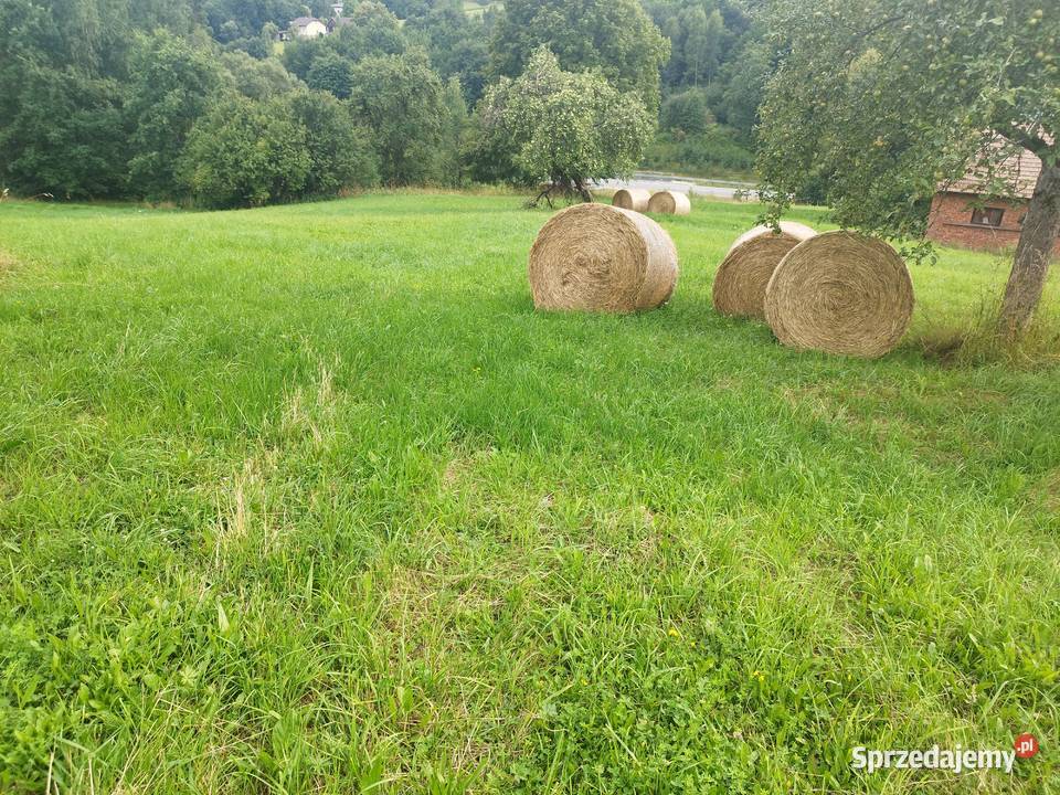 Bele siana Trawy, słoma Szymbark