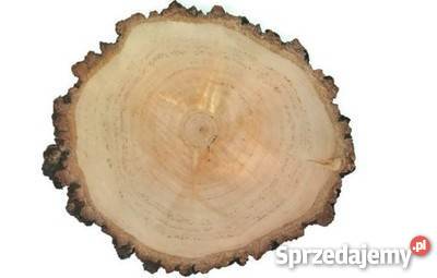 Plastry drewna krążki drewniane brzoza 3240c odcienie brązowego Rybnik