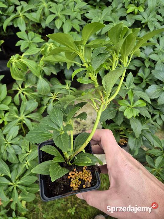 Runianka Japońska Piękne sadzonki Wysyłka Sycewo sprzedam