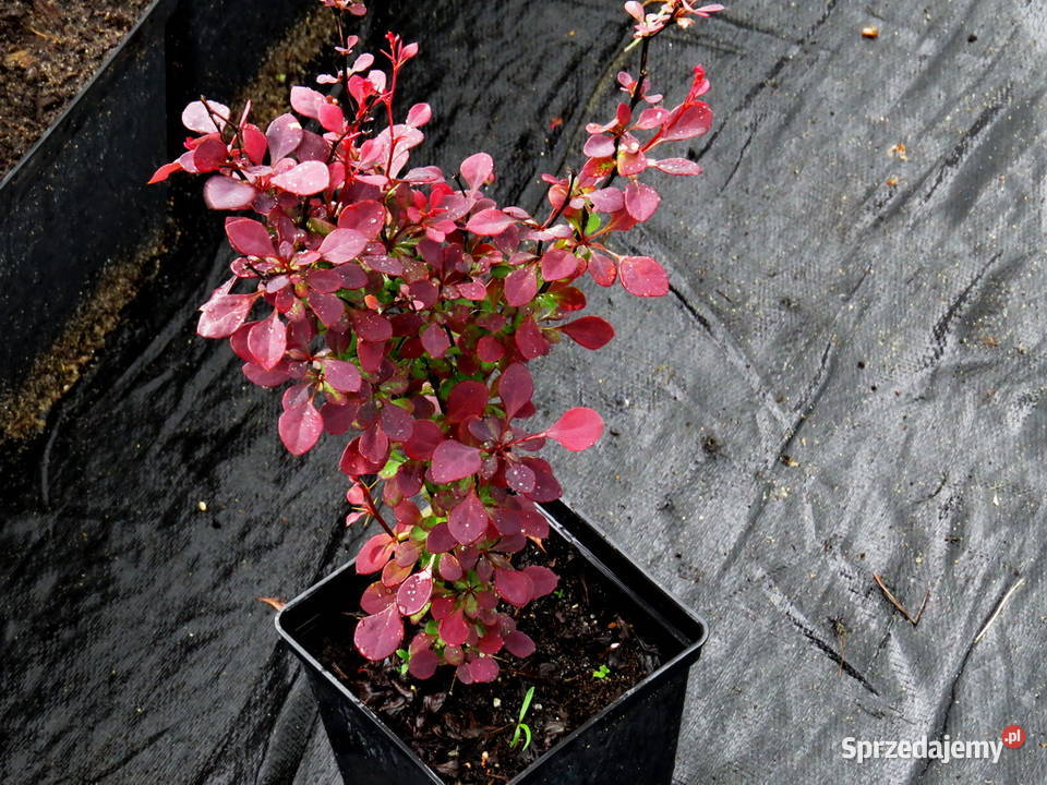 Czerwony żywopłot obronny Kolczasty berberys Rośliny Wisznice