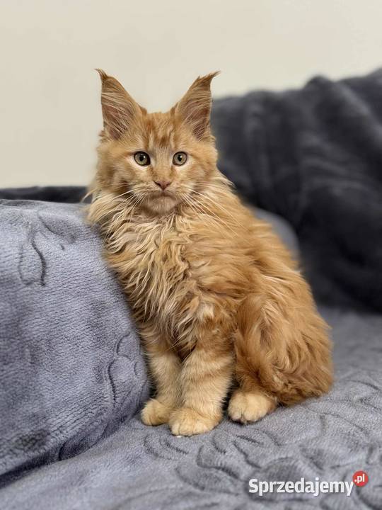 Maine Coon Rudy Daleszyce