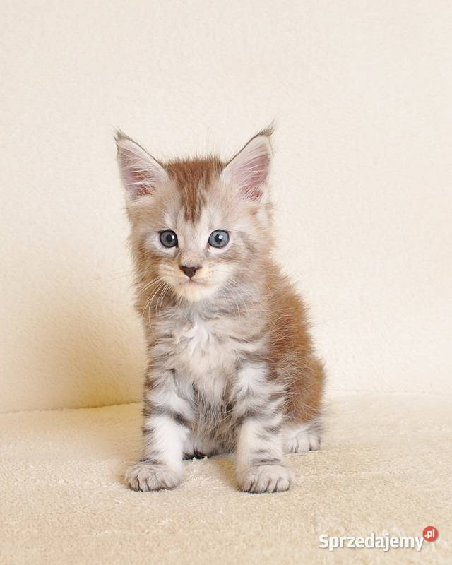 Przepiękna koteczka Maine Coon Rodowód PZFWCF Koty Białystok